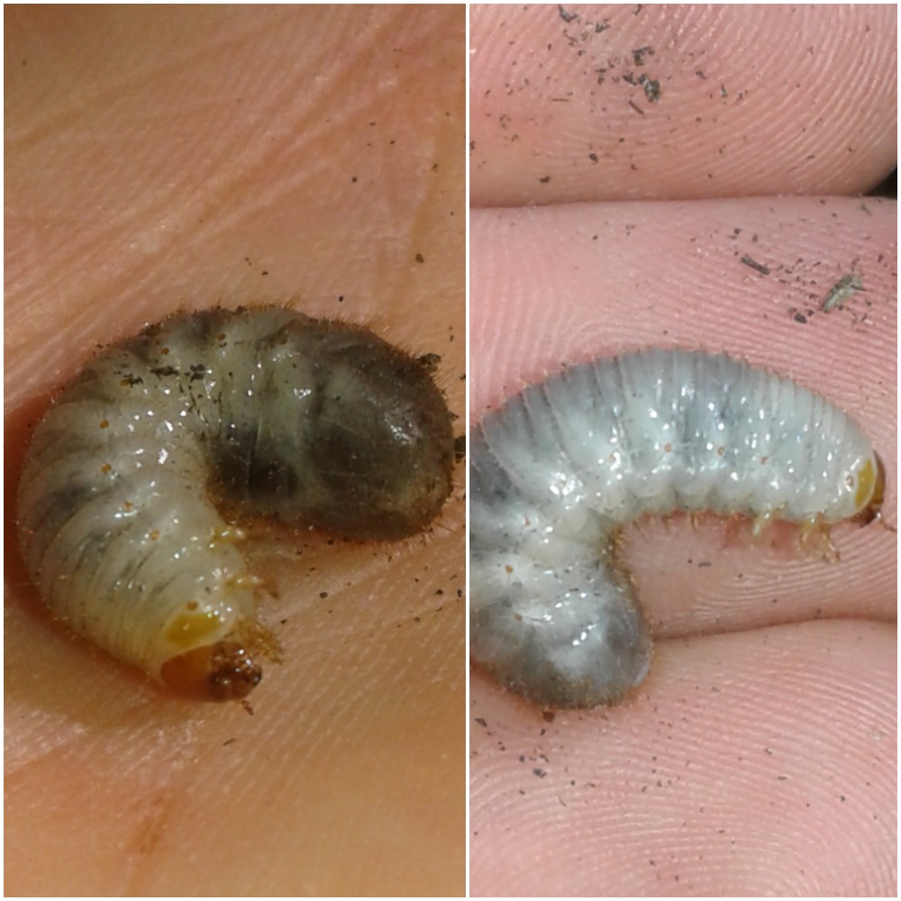 Larve di Oxythyrea funesta (Cetoniidae)?